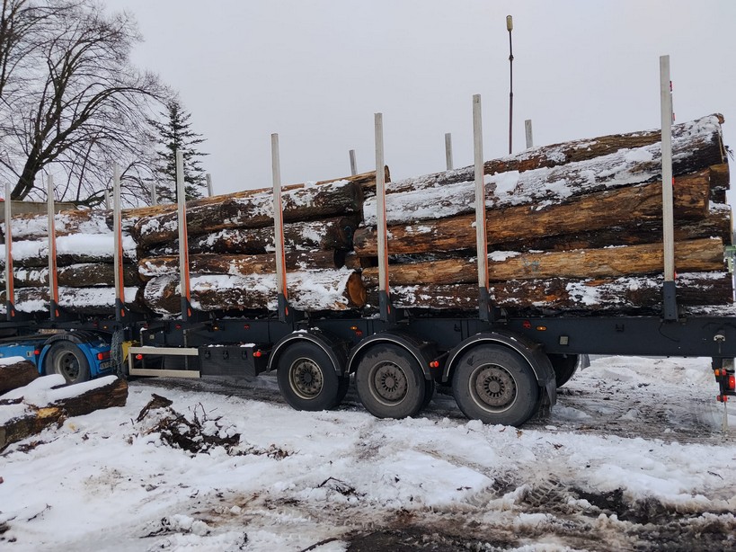 DĄB klasy WD– kłody tartaczne, długość 4 m – SPRZEDAM