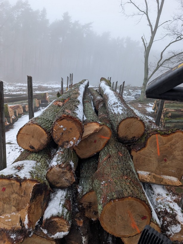 DĄB – drewno tartaczne, długość 4-12 m – SPRZEDAM