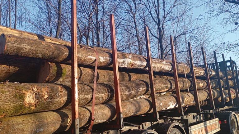 JESION – dużyce tartaczne, długość 7-12 m – SPRZEDAM