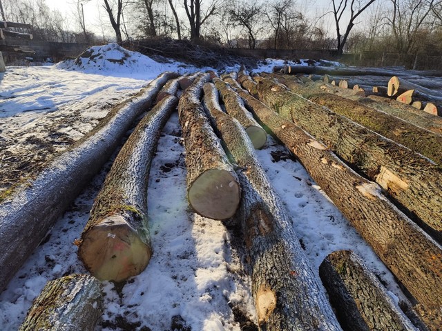 DĄB – drewno tartaczne, długość 4-12 m – SPRZEDAM