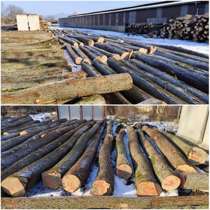 DĄB – drewno tartaczne, długość 4-12 m – SPRZEDAM