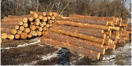 SOSNA – kłody tartaczne, długość 4 m – SPRZEDAM