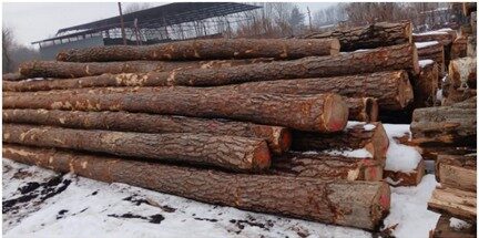 SOSNA – dłużyce tartaczne, długość 12 m – SPRZEDAM