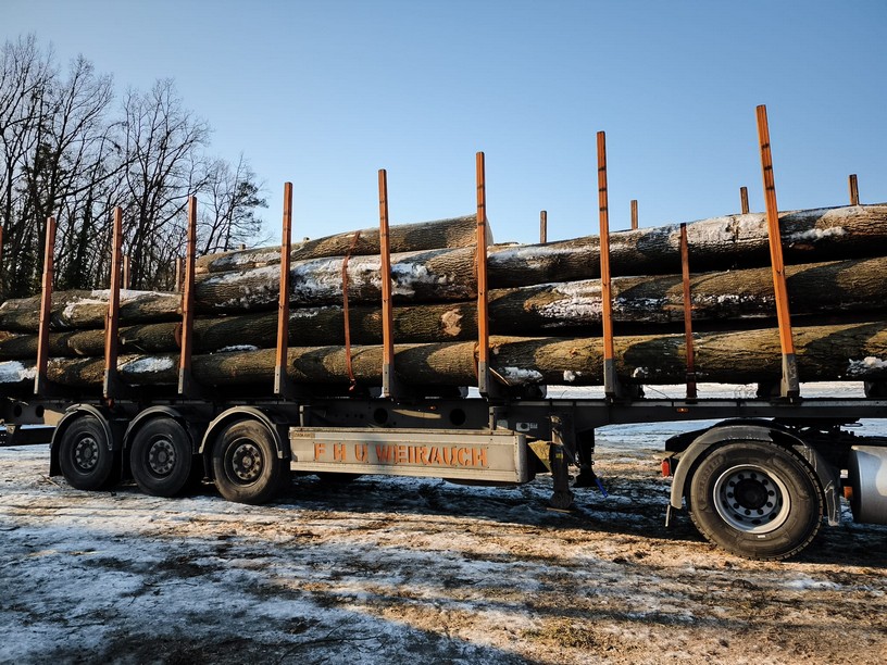 JESION – kłody tartaczne, długość 4 m – SPRZEDAM
