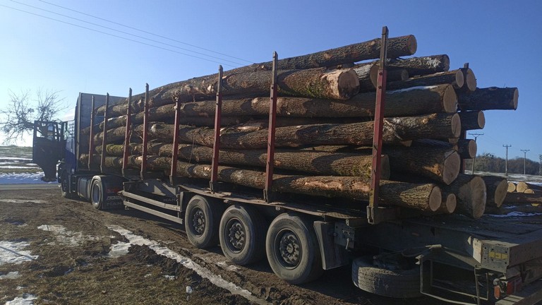 DĄB – drewno tartaczne, długość 6-12 m – SPRZEDAM