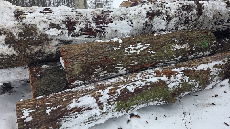 DĄB – drewno tartaczne, długość 2,5-10 m – SPRZEDAM