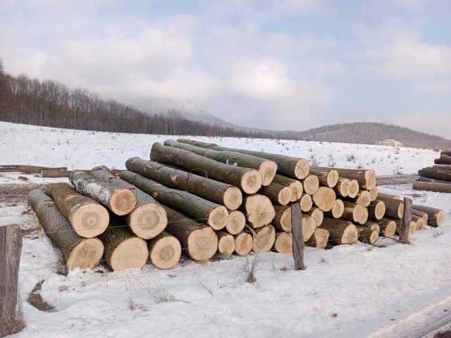 JESION – kłody tartaczne, długość 4 m – SPRZEDAM