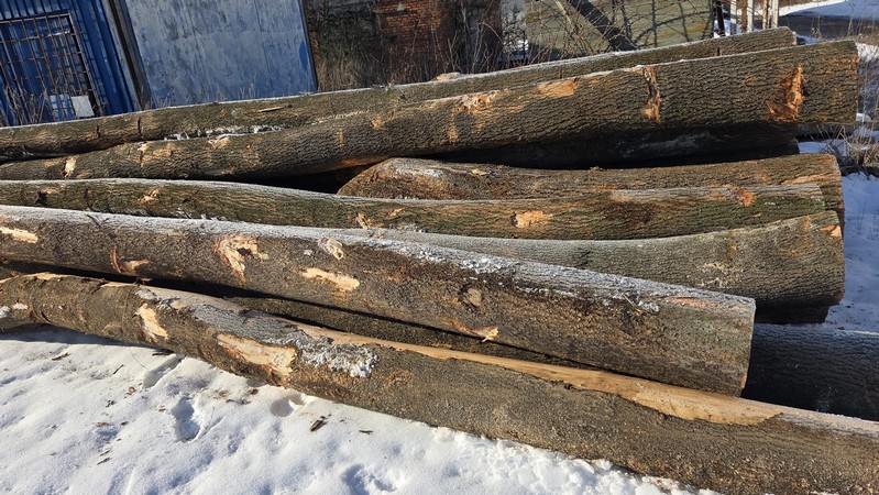 JESION – drewno tartaczne, długość 3-10 m – SPRZEDAM