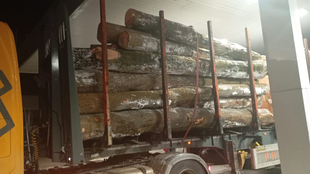 JESION – kłody tartaczne, długość 3/4/5 m – SPRZEDAM