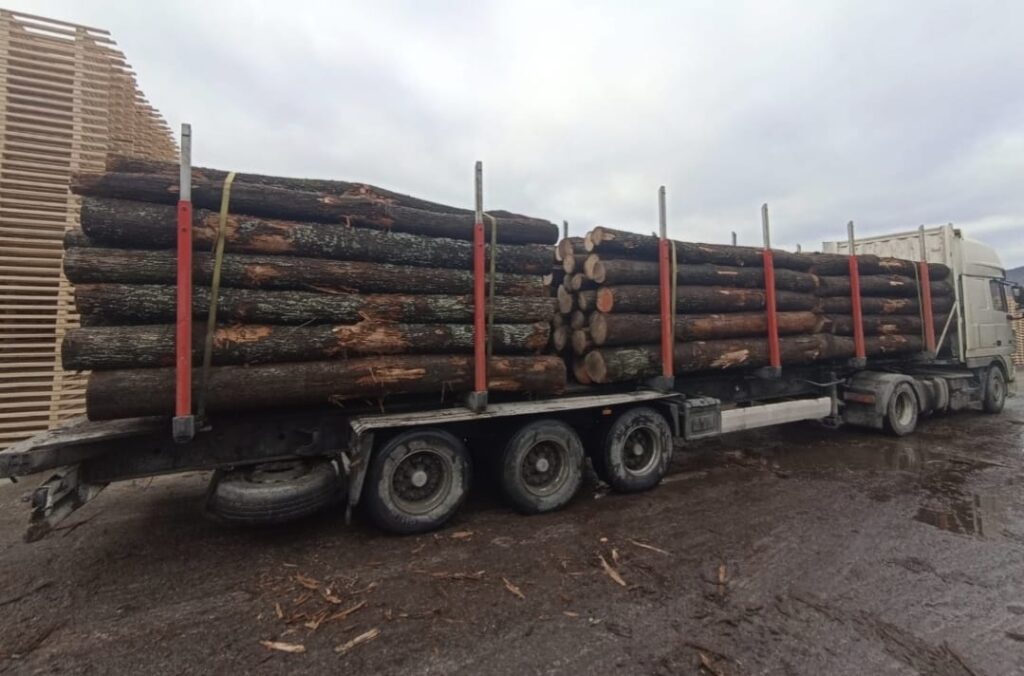 DĄB – kłody tartaczne, długość 4 i 5 m – SPRZEDAM