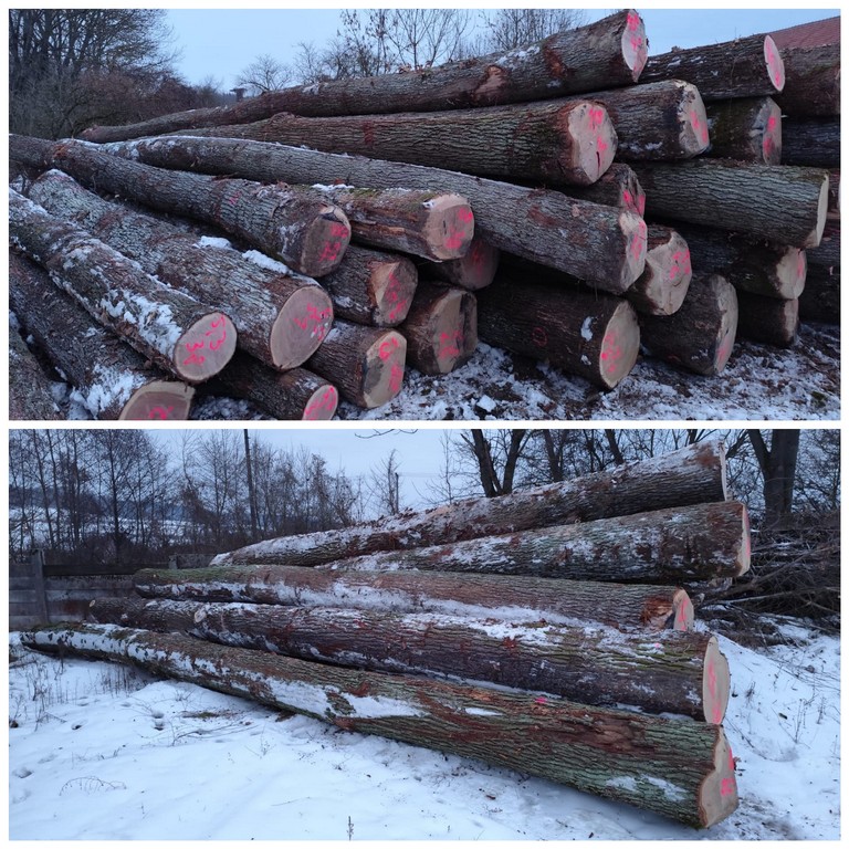 DĄB – drewno tartaczne, długość 4-12 m – SPRZEDAM