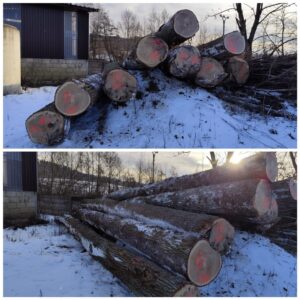 DĄB – drewno tartaczne, długość 4-12 m – SPRZEDAM