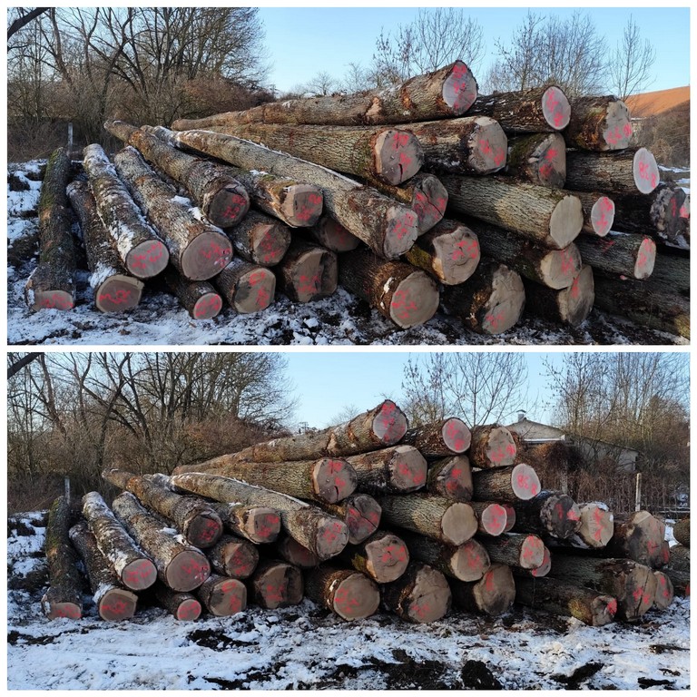 DĄB – drewno tartaczne, długość 4-12 m – SPRZEDAM