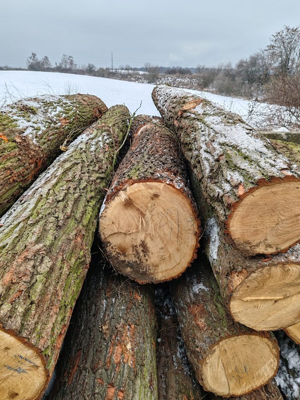 DĄB – kłody tartaczne, długość 2,5/3/4 m – SPRZEDAM