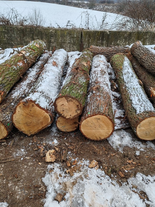 DĄB – kłody tartaczne, długość 2,5/3/4 m – SPRZEDAM