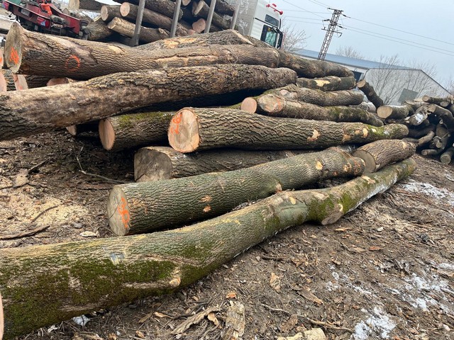 JESION – drewno tartaczne, długość 2,5-10 m – SPRZEDAM