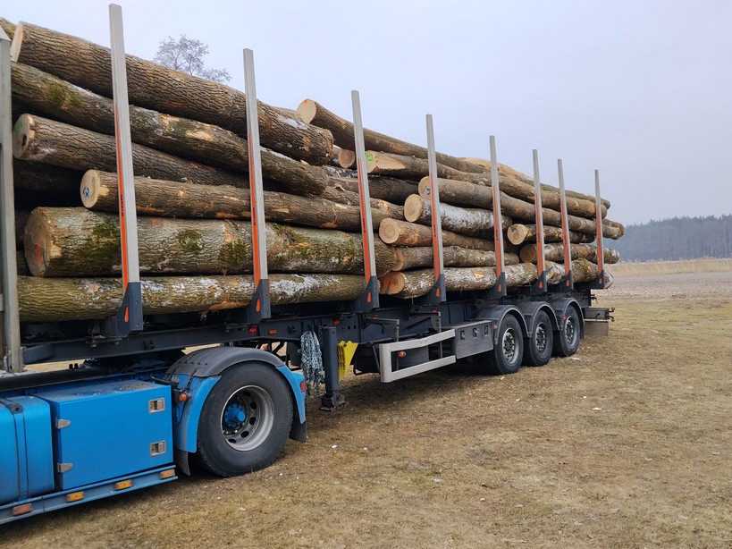 JESION – kłody tartaczne, długość 3/4/5 m – SPRZEDAM