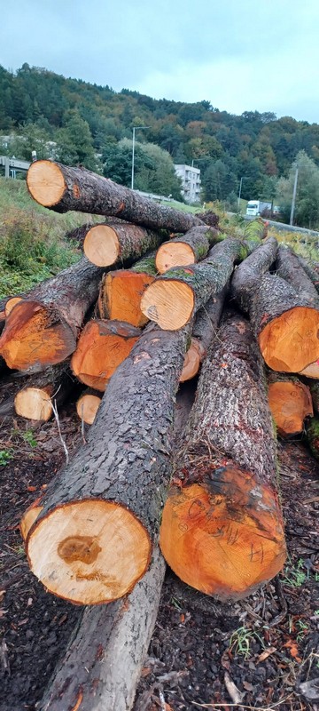 OLCHA – dłużyce tartaczne, długość 8/10/12 m – SPRZEDAM