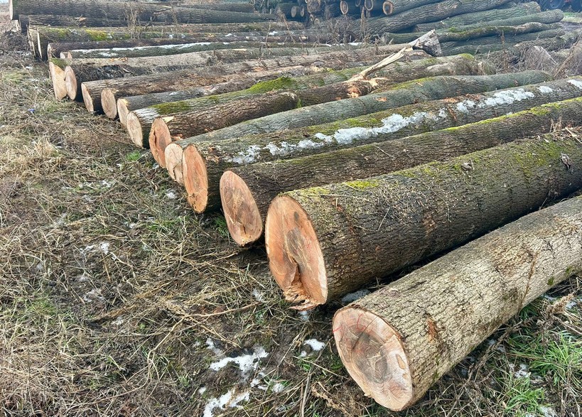 JESION – kłody tartaczne, długość 5 m – SPRZEDAM