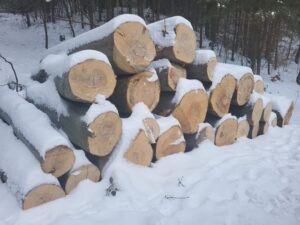 Buk – kłody tartaczne, długość 4 m – SPRZEDAM