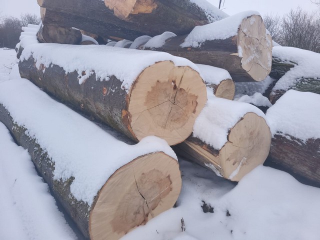 Buk – kłody tartaczne, długość 4 m – SPRZEDAM