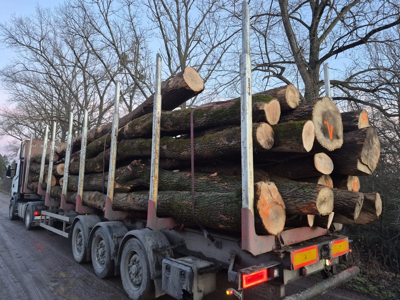 JESION – drewno tartaczne, długość 3-12 m – SPRZEDAM