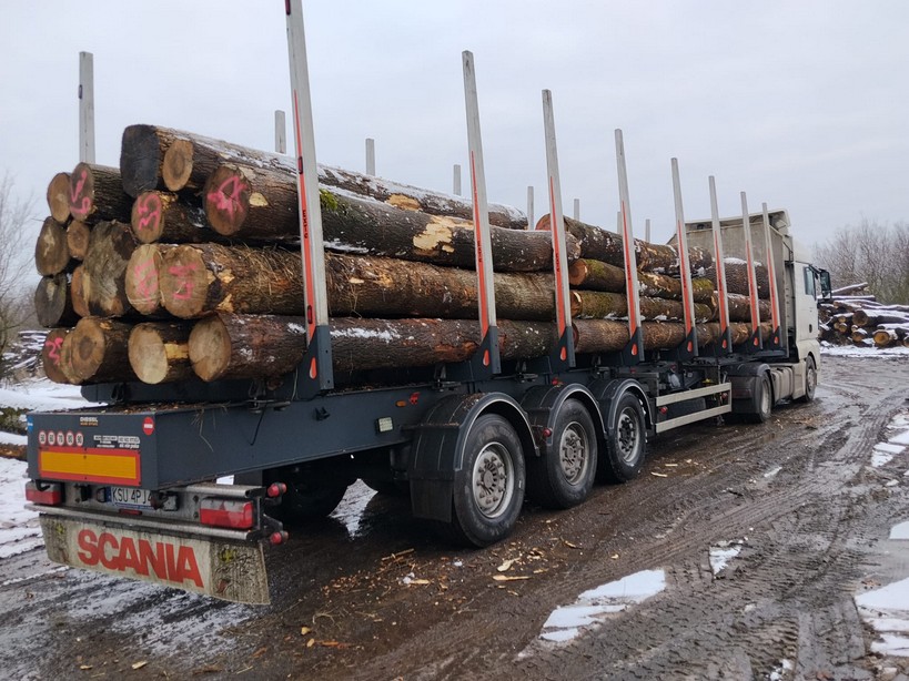 JESION – kłody tartaczne, długość 4 m – SPRZEDAM