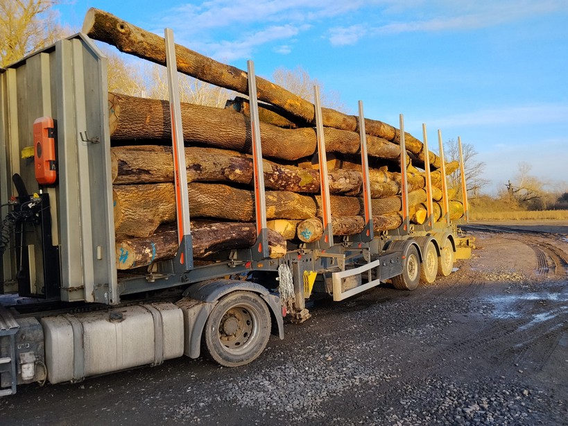 JESION – drewno tartaczne, długość 2,5-12 m – SPRZEDAM