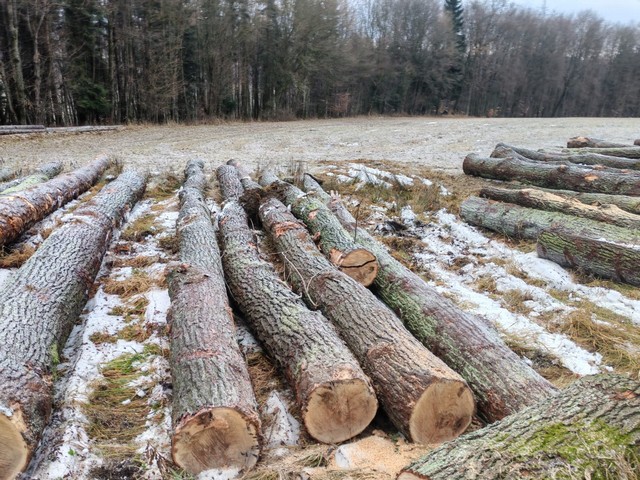 DĄB – drewno tartaczne, długość 4-12 m – SPRZEDAM