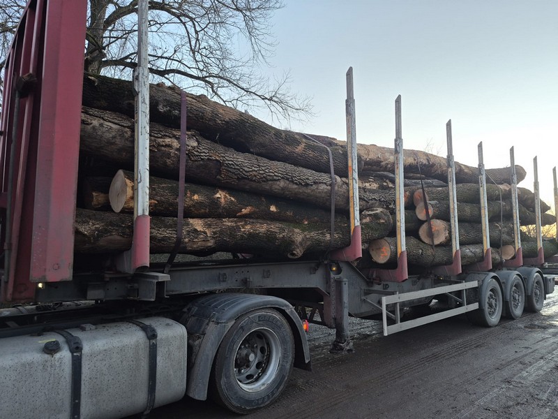 JESION – drewno tartaczne, długość 2,5-12 m – SPRZEDAM