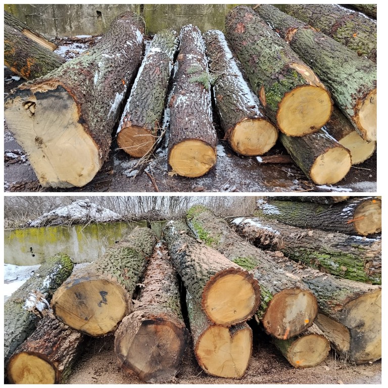 DĄB – drewno tartaczne, długość 3-7 m – SPRZEDAM