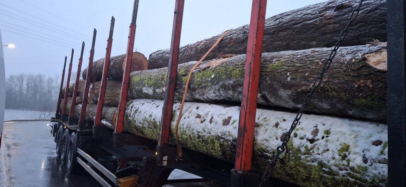 JESION – kłody tartaczne, długość 4 m – SPRZEDAM