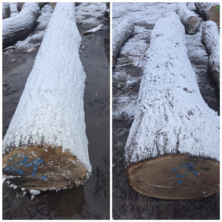 DĄB – drewno tartaczne, długość 3-9 m – SPRZEDAM