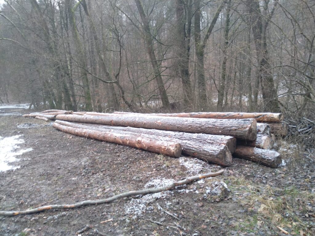 SOSNA – dłużyce tartaczne, długość 12 m – SPRZEDAM