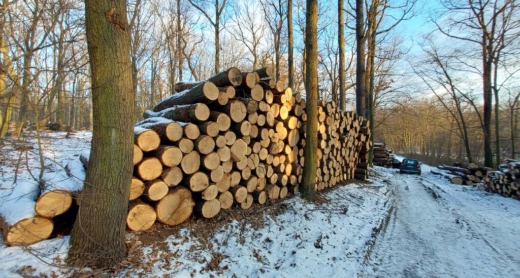 DĄB – kłody tartaczne, długość 2,5 m – SPRZEDAM