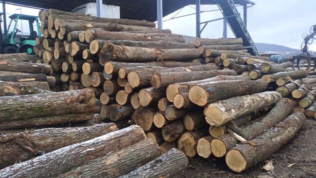 DĄB – kłody tartaczne, długość 4 m – SPRZEDAM