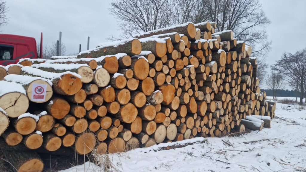 LIPA – kłody tartaczne, długość 2,5 m – SPRZEDAM