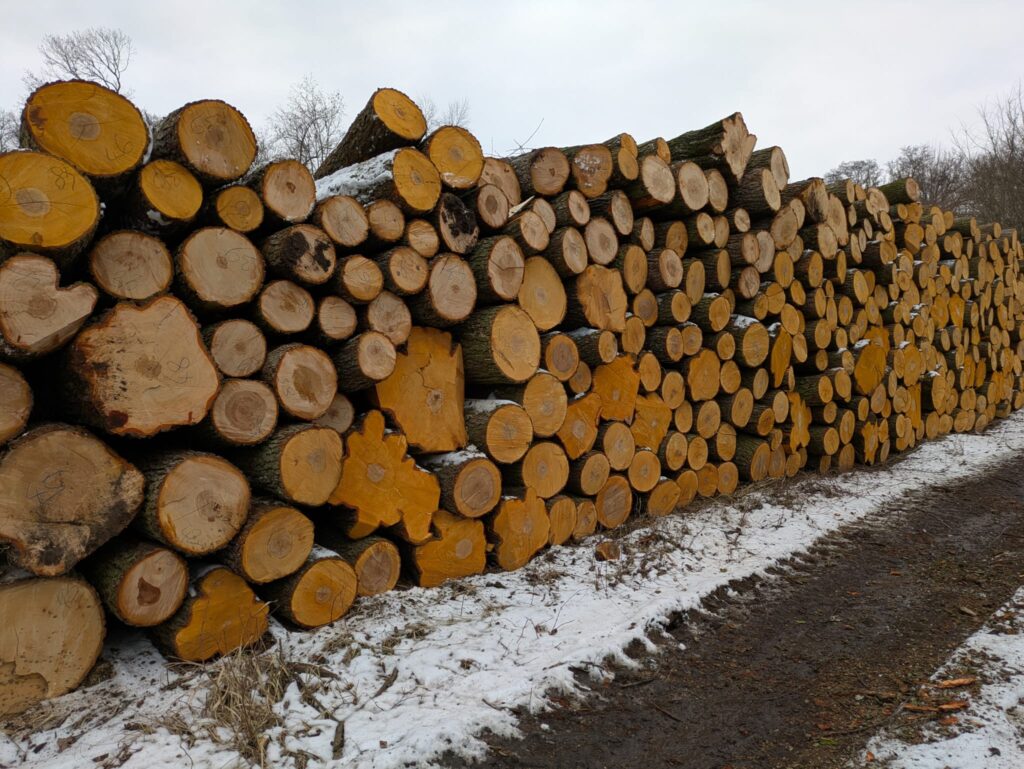 LIPA – kłody tartaczne, długość 2,5 m – SPRZEDAM