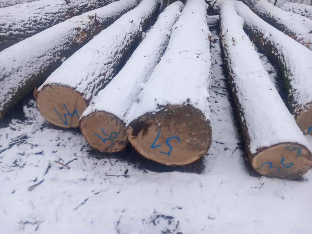 DĄB – kłody tartaczne, długość 4/5 m – SPRZEDAM