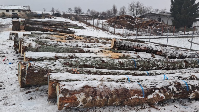 DĄB – drewno tartaczne, długość 4-12 m – SPRZEDAM