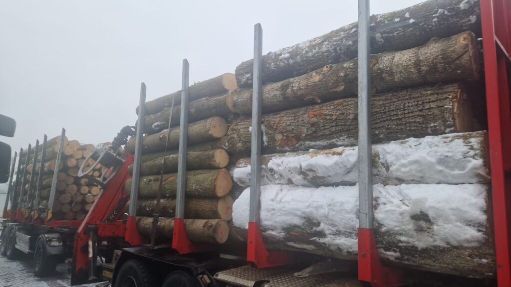 LIPA – kłody tartaczne, długość 2,5 m – SPRZEDAM