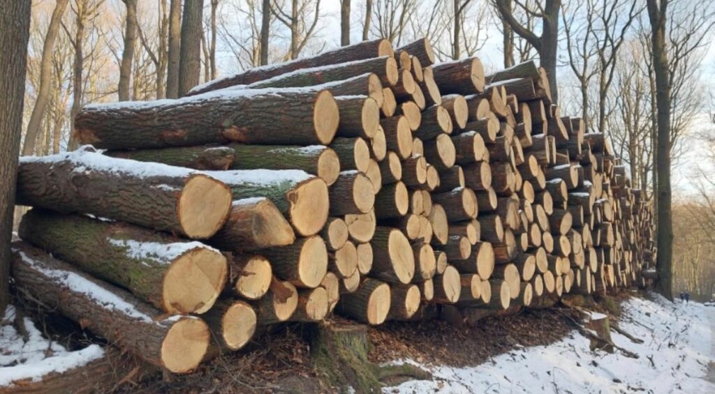 DĄB – kłody tartaczne, długość 2,5 m – SPRZEDAM