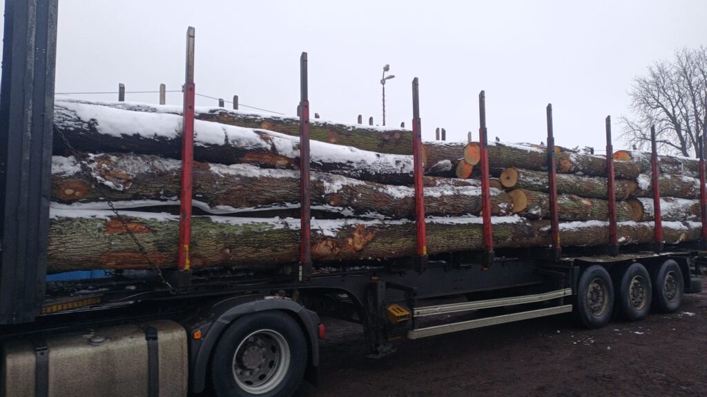 DĄB – drewno tartaczne, długość 3-7 m – SPRZEDAM