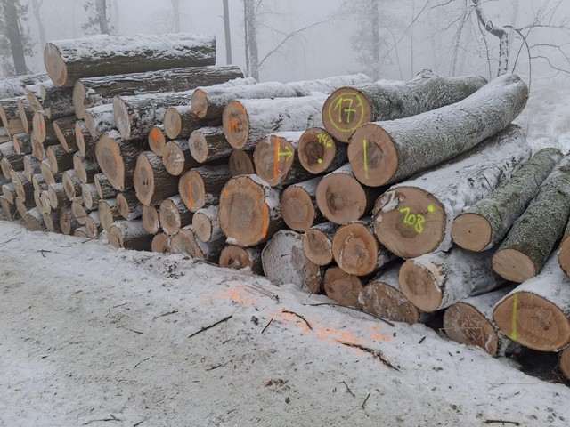 JESION – kłody tartaczne, długość 2,5 m – SPRZEDAM