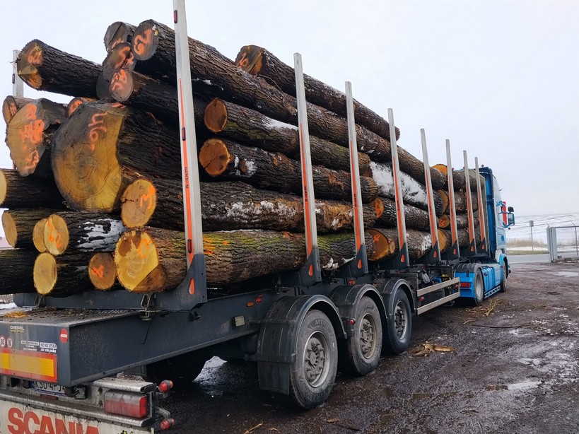 DĄB – drewno tartaczne, długość 3-9 m – SPRZEDAM