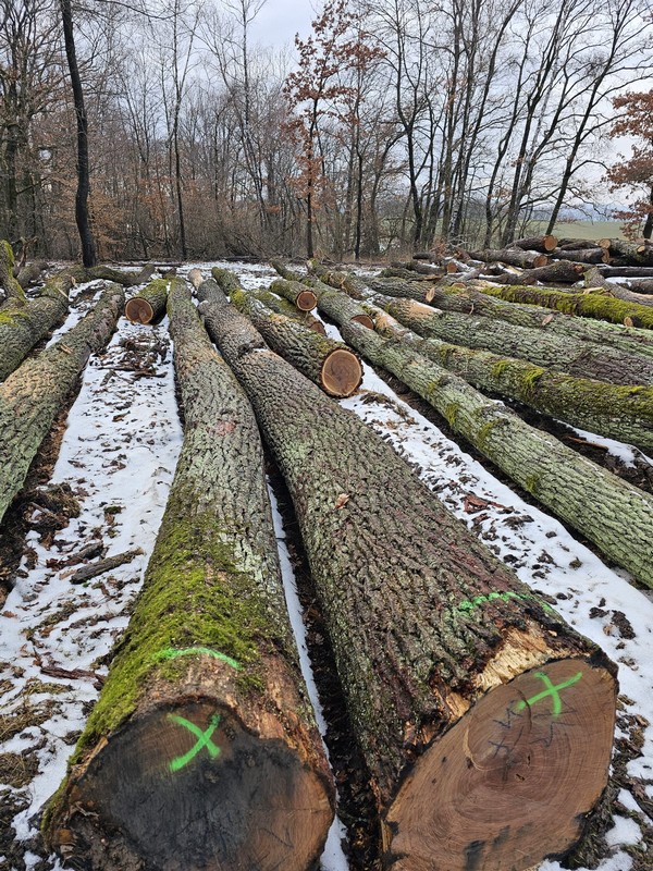 DĄB – drewno tartaczne, długość 4-12 m – SPRZEDAM