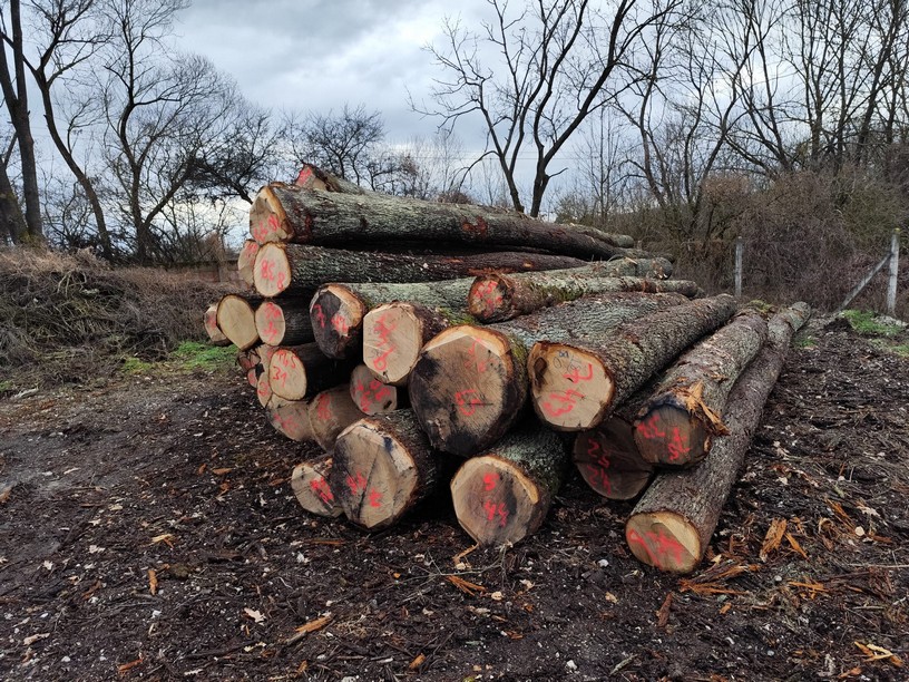 DĄB – drewno tartaczne, długość 4-12 m – SPRZEDAM