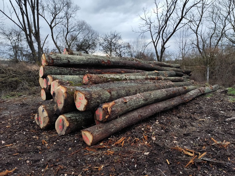 DĄB – drewno tartaczne, długość 4-12 m – SPRZEDAM