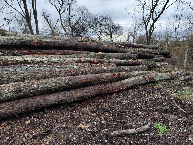 DĄB – drewno tartaczne, długość 4-12 m – SPRZEDAM