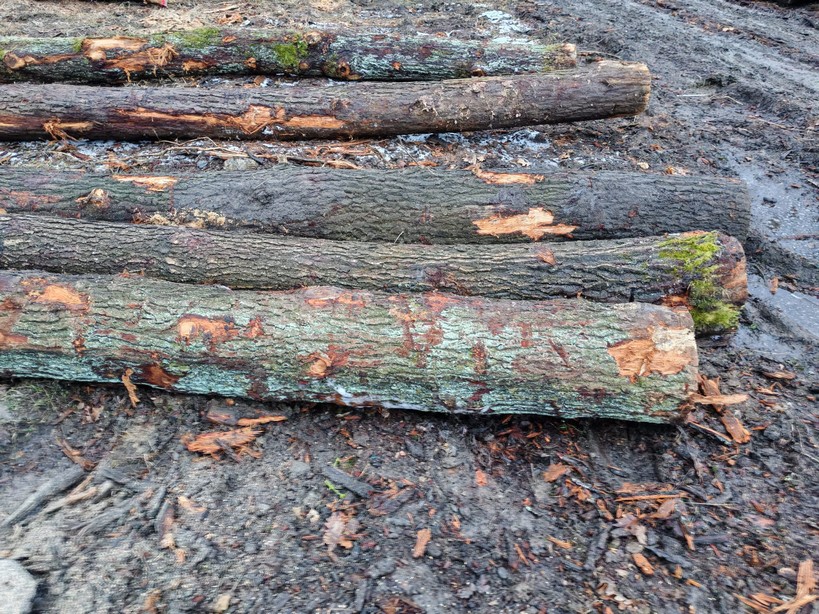 DĄB – drewno tartaczne, długość 4-12 m – SPRZEDAM